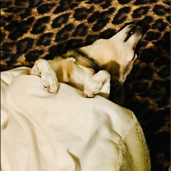 5⭐️ fast shipping Posh ambassador Raytchell - Picture 12 of 15